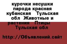 курочки несушки парода красная кубанская - Тульская обл. Животные и растения » Птицы   . Тульская обл.